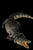 Namnu Studio Crocodylus porosus 170004 Lord of Blood Action Figure