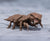 **Pre Order**S.H. MonsterArts Megaguirus Evolution Set "Godzilla" Action Figure