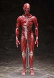 figma Human Anatomical Model SP-142 Action Figure